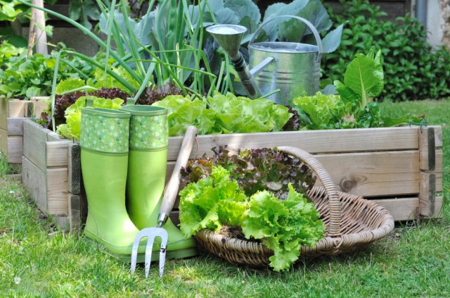 Как вырастить зелень на участке: посев, полив, подкормки, обработка от инфекций 