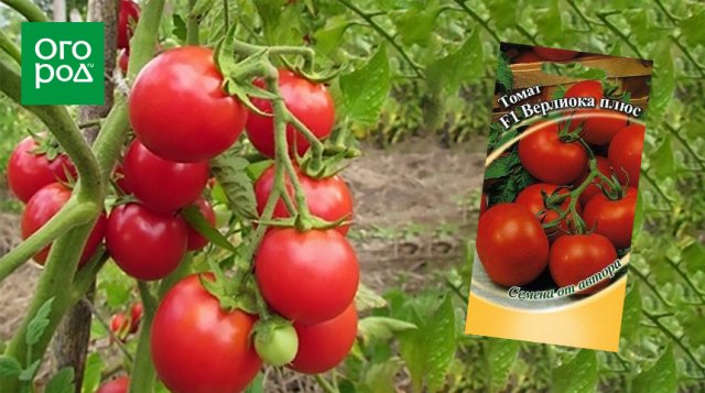 Самые неприхотливые сорта и гибриды томатов с фото и описанием 