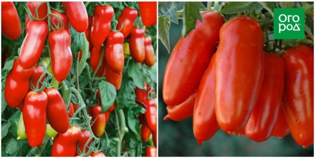 Самые неприхотливые сорта и гибриды томатов с фото и описанием 