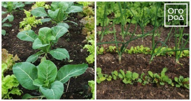 Уплотненные посадки в теплице: формируем удачное соседство овощей 