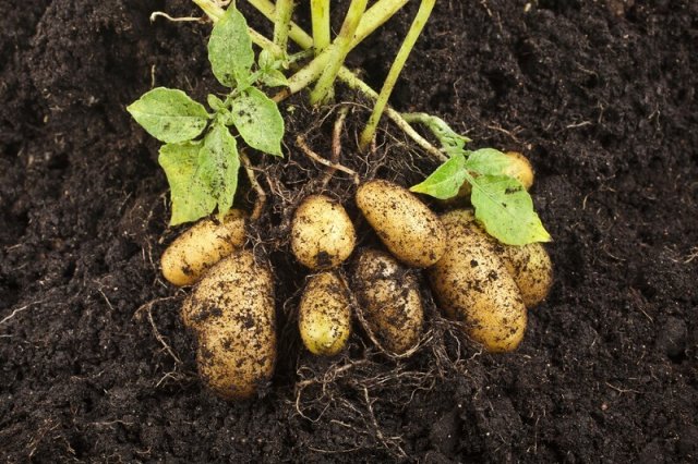 Выращивание картофеля через рассаду – а вы пробовали? 