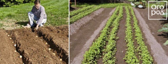 12 способов посадки картофеля: традиционные и новые 