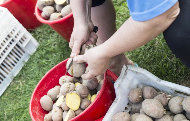 7 способов подготовки картофеля к посадке 