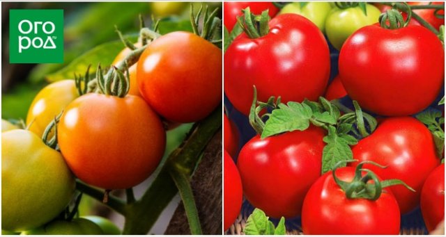 Лучшие сорта томатов для холодного и сырого лета 