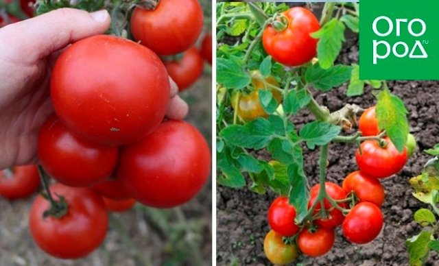 Лучшие сорта томатов для холодного и сырого лета 