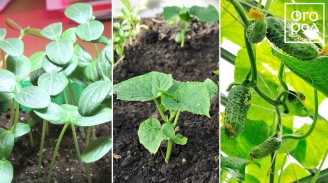 Посев овощей на рассаду: вычисляем оптимальные сроки 