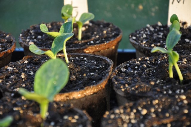 Выращивание рассады тыквы – пошаговая инструкция для начинающих 