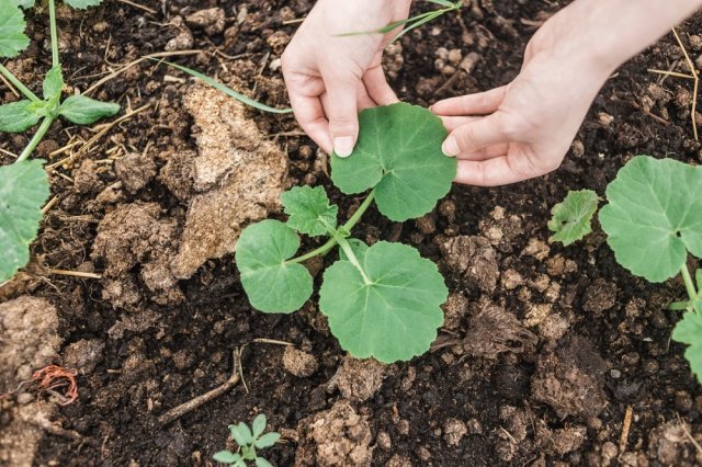 Выращивание рассады тыквы – пошаговая инструкция для начинающих 