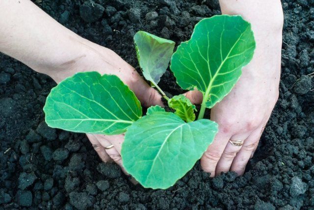 Все о выращивании цветной капусты: от посева семян до сбора урожая 