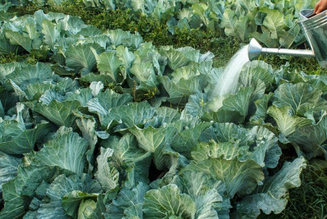 Все о выращивании цветной капусты: от посева семян до сбора урожая 