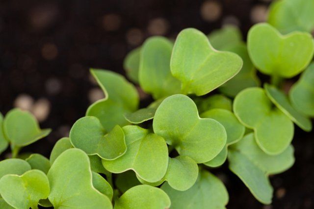 Выращивание редиса: 8 секретов небывалого урожая 