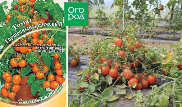 Горшечные томаты для балкона и подоконника – сорта, фото, описание 