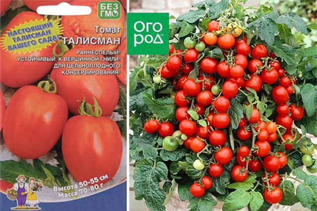 Горшечные томаты для балкона и подоконника – сорта, фото, описание 