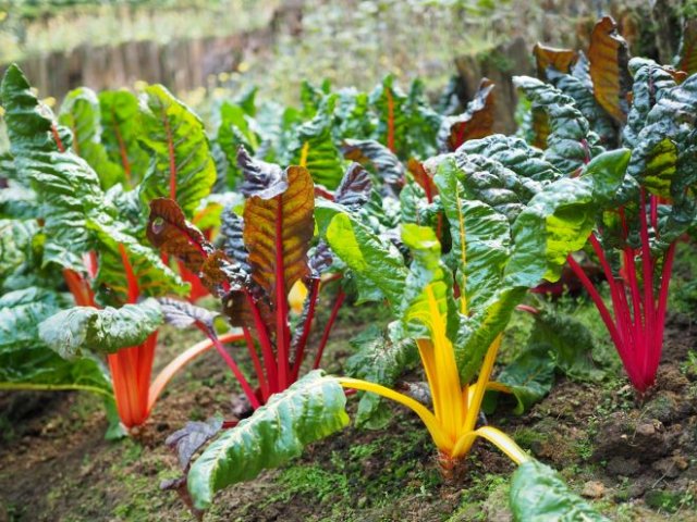 Как вырастить мангольд: сорта, агротехника и тонкости 