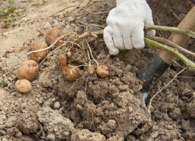 Комплексная защита урожая: как вырастить картофель без фитофторы и колорадского жука 