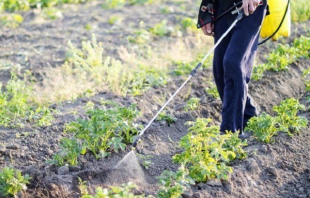 Комплексная защита урожая: как вырастить картофель без фитофторы и колорадского жука 