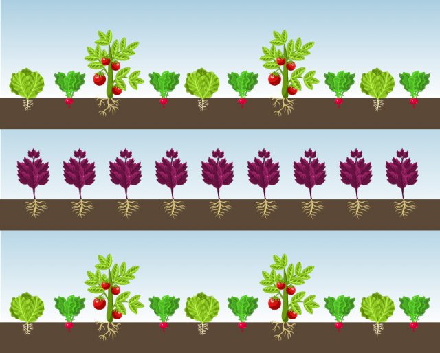 Уплотненные посадки овощей в теплице и на грядке: схемы и секреты 