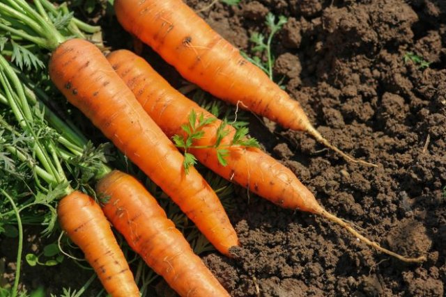 Как вырастить ровную и красивую морковь 