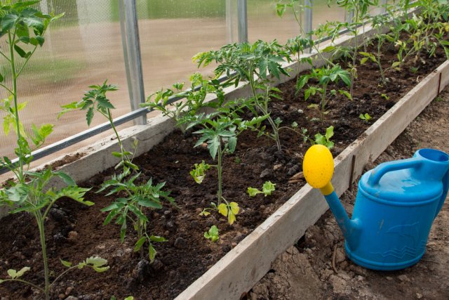 Почему томаты цветут, но не завязываются, и как это исправить 