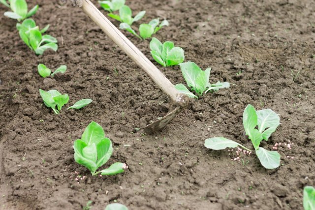 Поздняя капуста: тонкости высадки и выращивания 
