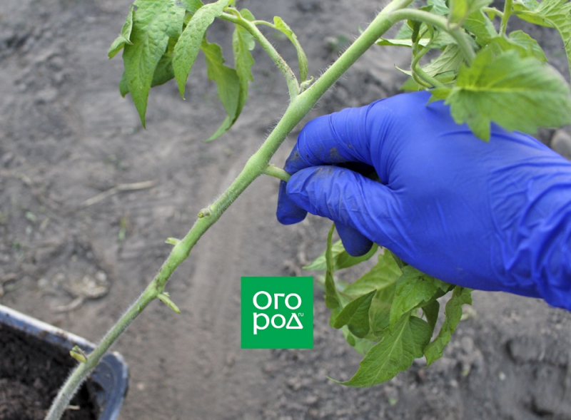 Выращивание томатов без полива по методу Казарина 