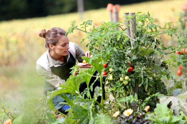 Что нужно успеть сделать с томатами в июле – советы для хорошего урожая 