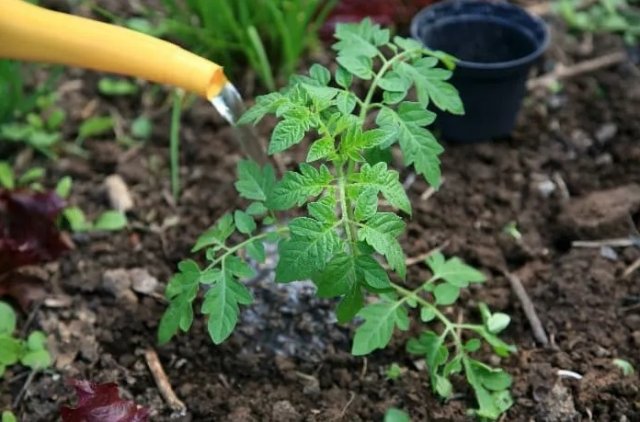 Листья томатов стали фиолетовыми: чего не хватает растениям 