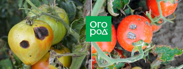 Пятна на плодах томата: болезнь или особенность сорта 