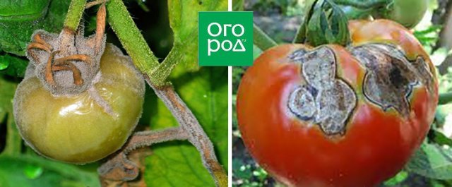 Пятна на плодах томата: болезнь или особенность сорта 