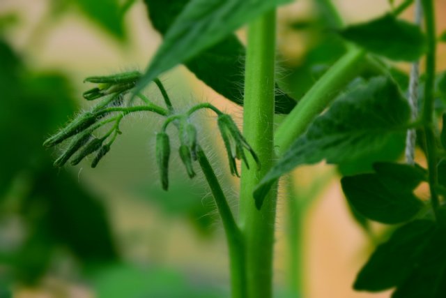 Почему скручиваются листья у томатов и что надо делать 