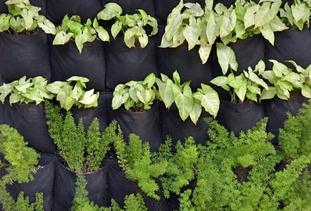 7 необычных способов выращивания овощей 