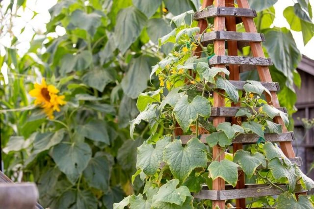 7 необычных способов выращивания овощей 
