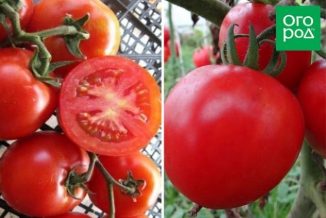 Малыши-крепыши: 20 лучших низкорослых сортов и гибридов томата 