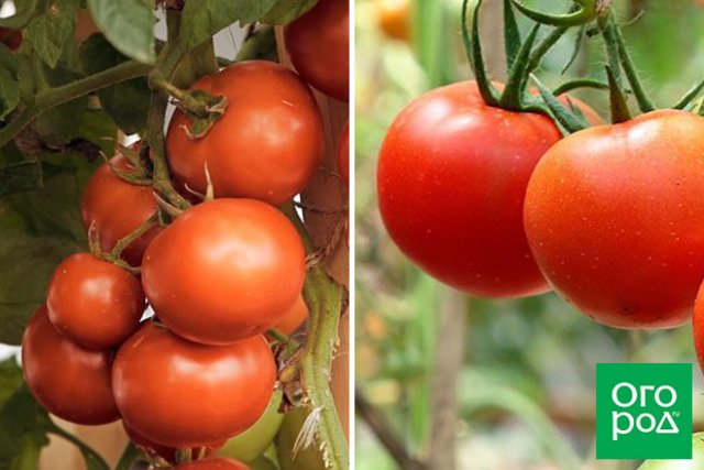 Малыши-крепыши: 20 лучших низкорослых сортов и гибридов томата 