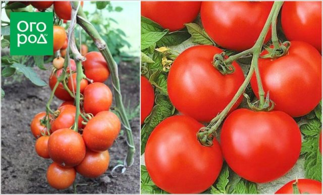 Первые помидоры в июне – это реально! Самые ранние сорта и гибриды томатов 