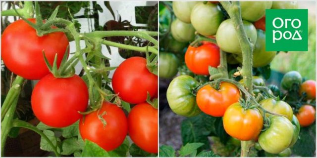 Первые помидоры в июне – это реально! Самые ранние сорта и гибриды томатов 