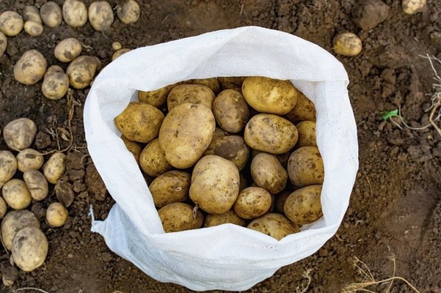Почему гниет картошка в подвале 