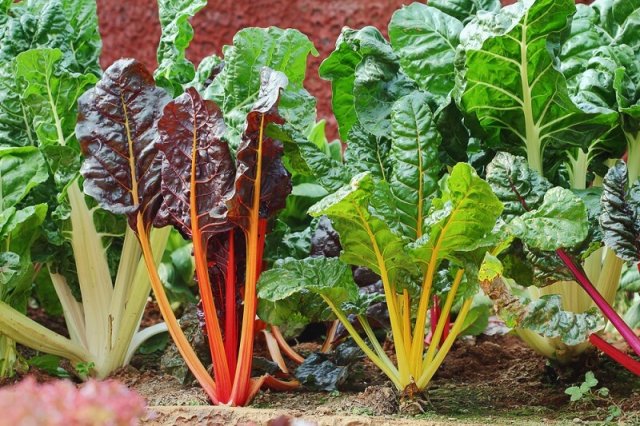 10 необычных овощей, которые легко вырастить в средней полосе 