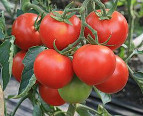 19 гигантов: самые крупноплодные сорта и гибриды томатов 