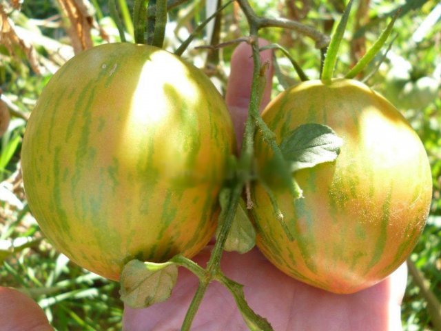 19 гигантов: самые крупноплодные сорта и гибриды томатов 