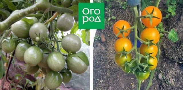 19 лучших сортов томатов черри: для теплицы, открытого грунта и балкона 