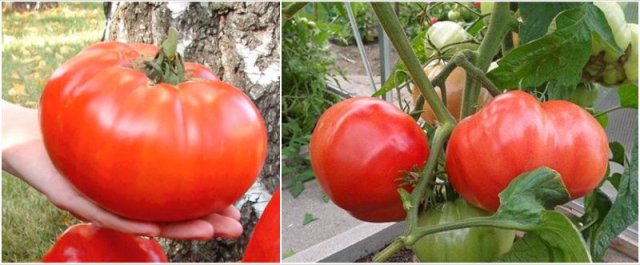 "Мясные томаты": выбираем самые лучшие биф-сорта помидоров 