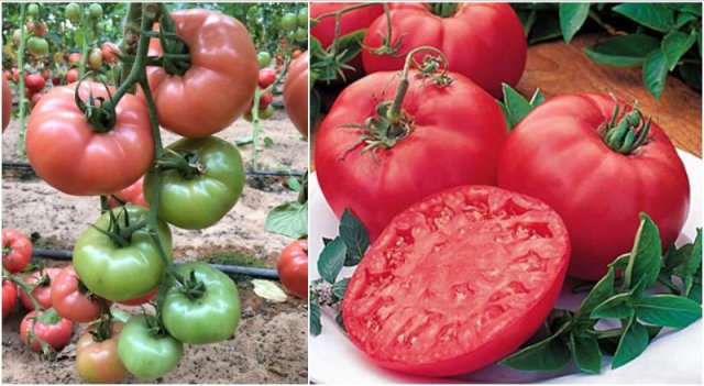 "Мясные томаты": выбираем самые лучшие биф-сорта помидоров 