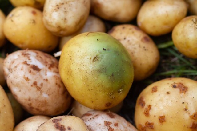 Почему зеленеет картошка 