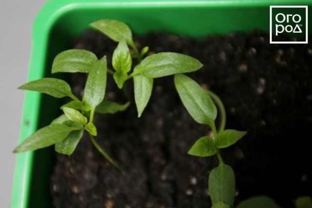 Посев семян перца на рассаду и пикировка: пошаговая инструкция 