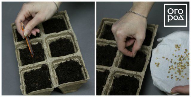 Посев семян перца на рассаду и пикировка: пошаговая инструкция 