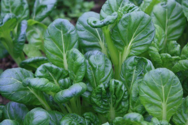 9 быстрорастущих растений для весеннего огорода 