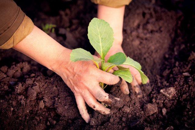 Как вырастить рассаду капусты: пошаговая инструкция 