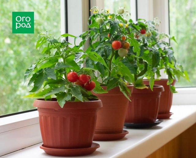 Ранние томаты: как получить урожай в июне 