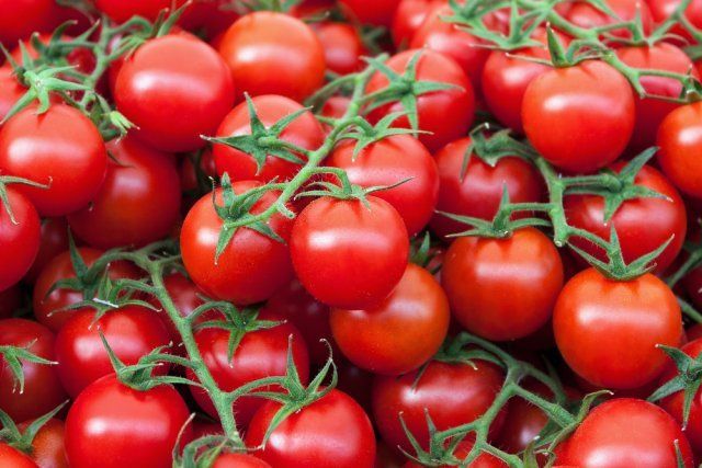 Секретный способ посадки и полива помидоров – урожай гарантирован! 